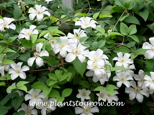 Huldine Clematis (Clematis